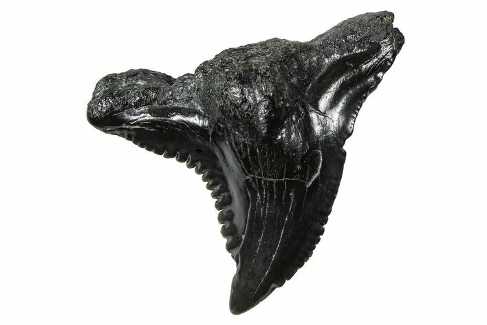 Snaggletooth Shark (Hemipristis) Tooth - South Carolina #375865